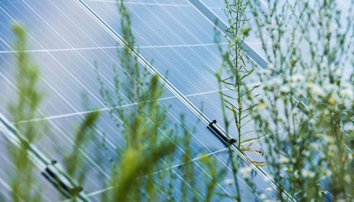 selective focus of blue solar energy batteries and flowers